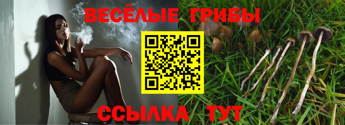 Саранск  Галлюциногенные грибы Psilocybe  купить наркотики сайты  Вход с VPN 
